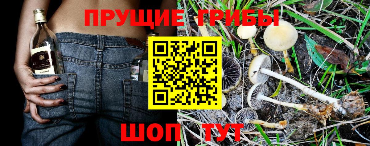 Павлово  Галлюциногенные грибы Cubensis  Вход с VPN 